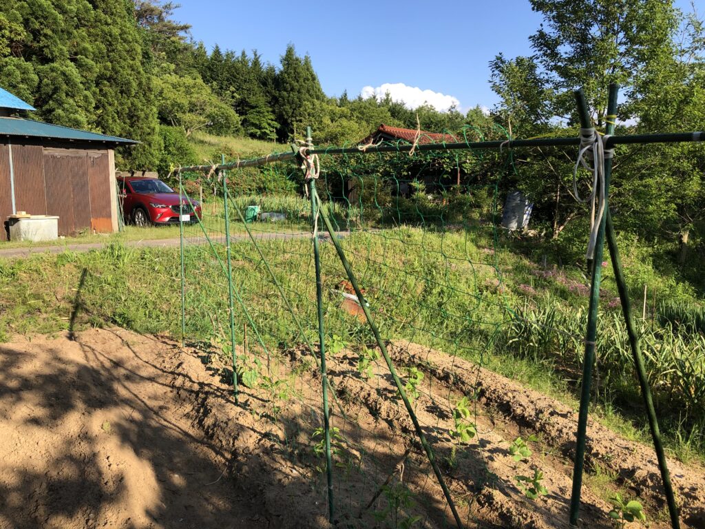 栽培記録 ナス キュウリ トマト ゴーヤ ピーマン 支柱とネットで固定の野菜たち 輝く加賀の田舎暮らし